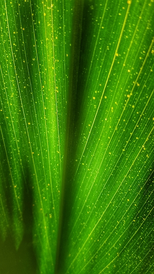 Зеленый лист, текстура, крупный план, макросъемка 