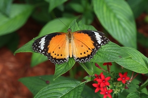 Оранжевая кружевная бабочка