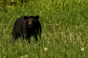 черный медведь в заросшем поле