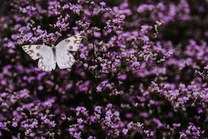 белая бабочка в окружении маленьких сиреневых цветов 