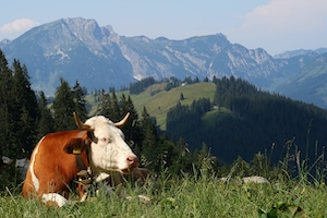 Корова на вершине горы