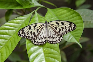 черно-белая пестрая бабочка сидит на зеленом листе 
