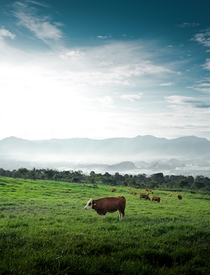 Коровы на поле