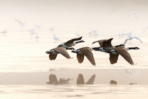 Туманный зимний день на озере, птицы над поверхностью воды 