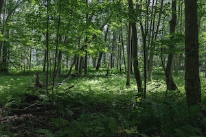 зеленый лес изнутри 