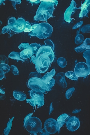 Лунные медузы, голубые медузы на черном фоне 
