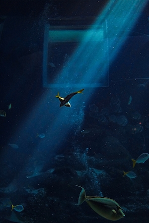 рыбки в луче света в аквариуме 