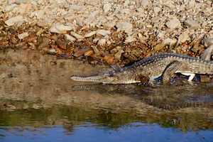 Пресноводный крокодил заходит в воду 