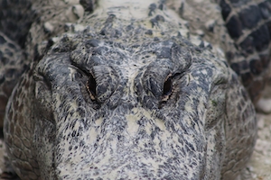 Аллигатор на аллигаторной ферме, смотрит в кадр, крупный план 