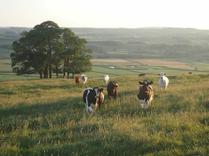 Стадо коров в сельской местности