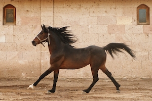 коричневая лошадь в движении, бежит