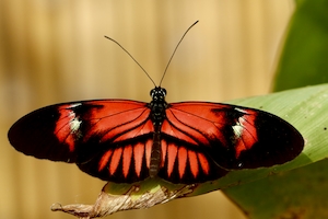 красно-черная бабочка на краю листа, крупный план