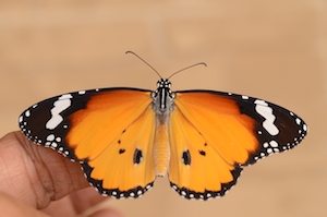 бабочка-королева, крупный план 