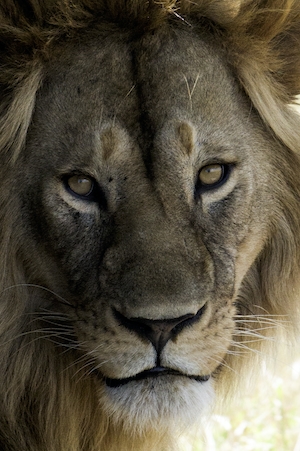 цветная фотография льва крупным планом в Танзании, приключенческий отдых на сафари
