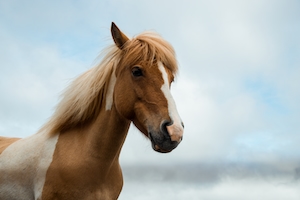 Островная лошадь