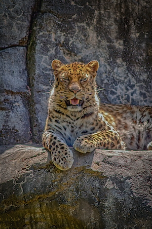 леопард лежит на камне, смотрит в кадр 