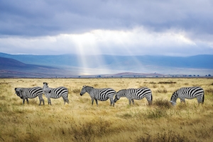 Зебры в саванне на сафари 