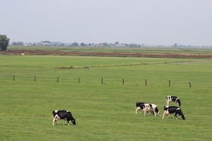 коровы пасутся на зеленом поле 