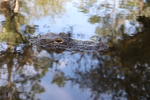Крокодил в воде, крупный план 