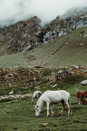 лошади пасутся на склоне в Гималаях 