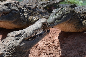 несколько крокодилов лежат на песке 