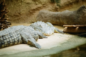 два крокодила лежат у воды 