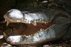 крокодил с открытой пастью, крупный план 