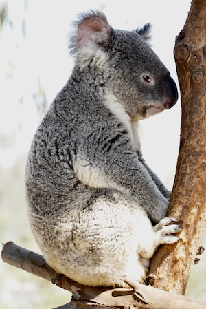 коала сидит на дереве 