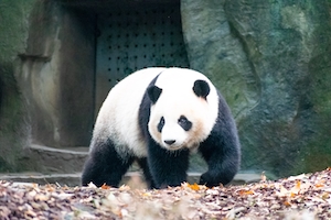 Гигантская панда в вольере 