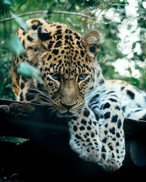 Пристальный взгляд леопарда 