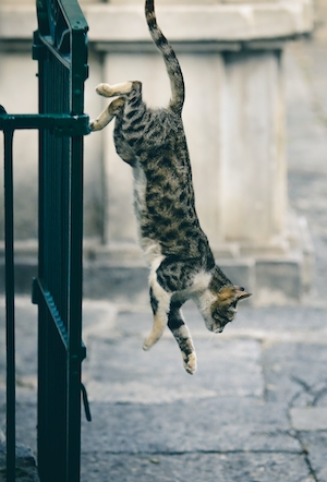 Кошка прыгает вниз