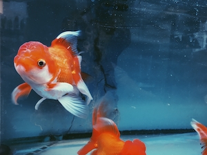 оранжево-белые рыбки в аквариуме, крупный план