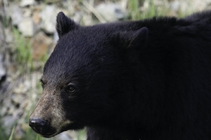 черный медведь в дикой природе, крупный план 