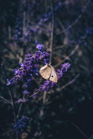 Капризная бабочка, лаванда