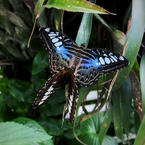 бабочки с раскрытыми крыльями, крупный план 