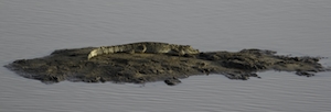 крокодил отдыхает на песчаном острове посреди воды 