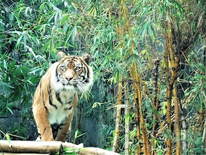 тигр в окружении зарослей