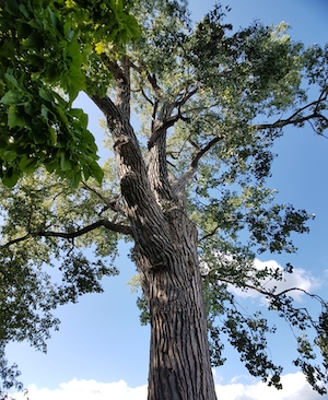 одиноко стоящее дерево, зеленая крона на фоне неба 