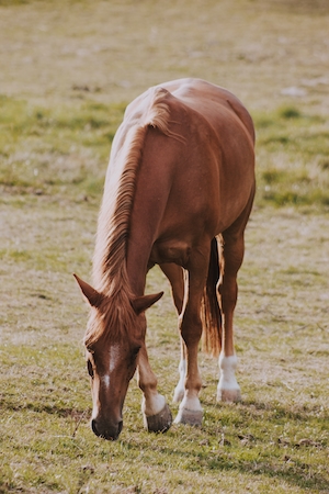 коричневый конь на поле ест траву 