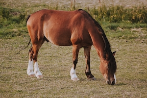 коричневый конь ест траву на поле 