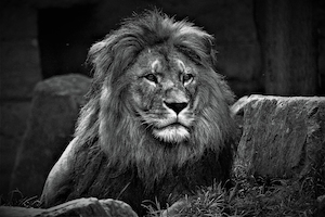 лев, портрет, черно-белый кадр 