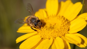 Пчела и цветок, макро-съемка
