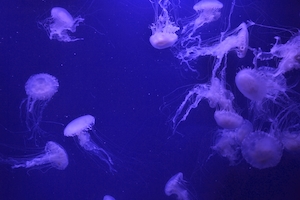 цветная медуза с щупальцами, крупный план 