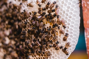 пчелы на медовых сотах 