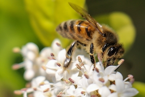пчела опыляет цветки, крупный план 