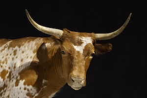 экспонат в музее Крупного рогатого скота
