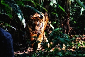 тигр крадется в лесу 