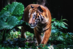 тигр посреди зеленых растений 