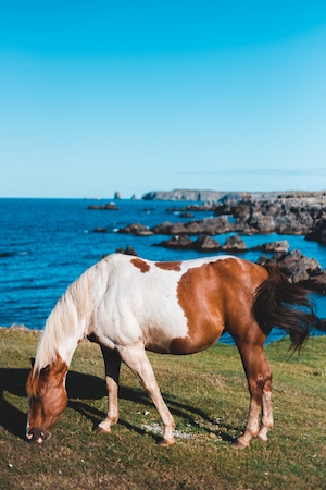 пятнистый конь ест траву на фоне моря 