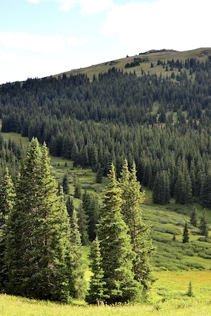 лесной пейзаж, вид на зеленый лес на склоне холма 